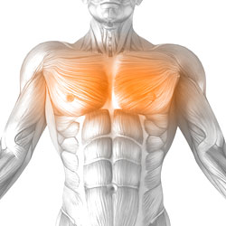 Chest