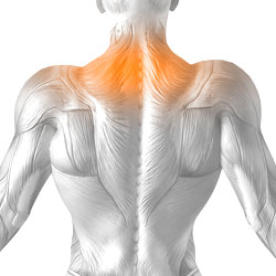 Neck