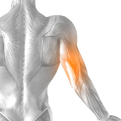 Triceps