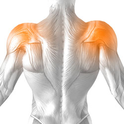 Shoulders
