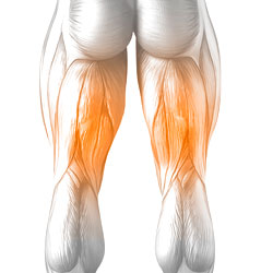 Hamstrings