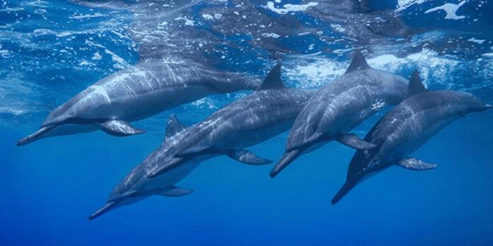 Sea Paradise Sailing & Snorkeling Tours