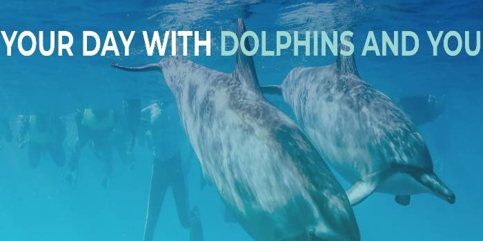 Dolphins and You