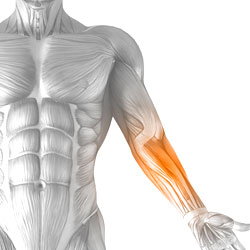 Forearms